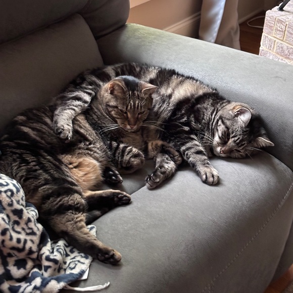 Meet your posher - Picture 3 of 6